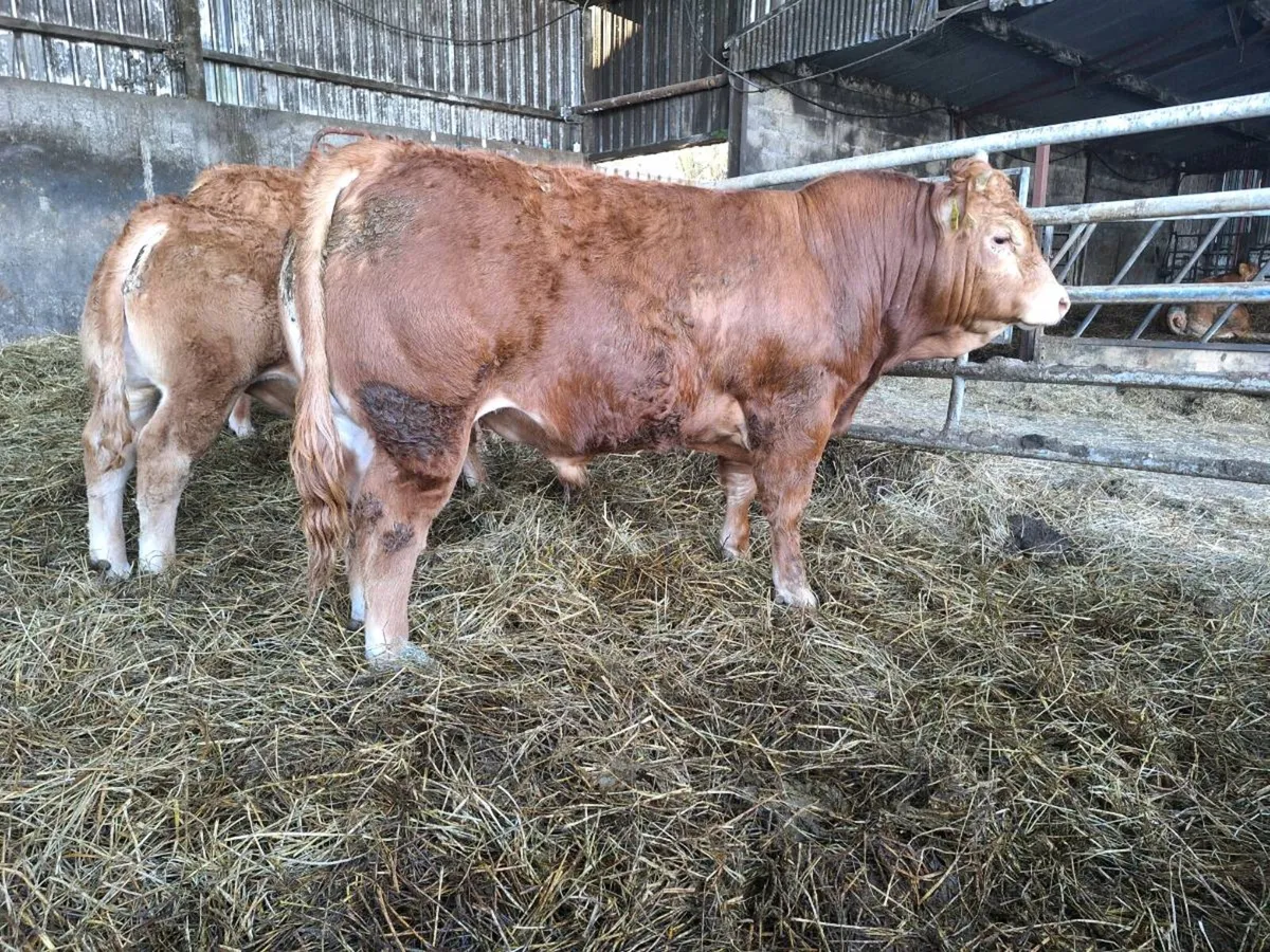 Pedigree Limousin Bull For Sale - Image 4