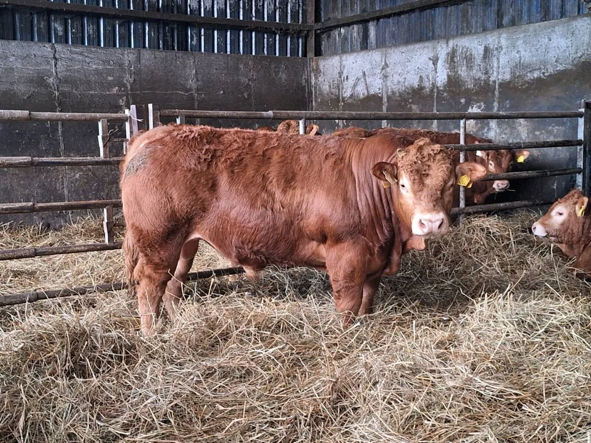 Pedigree Limousin Bull For Sale - Image 1