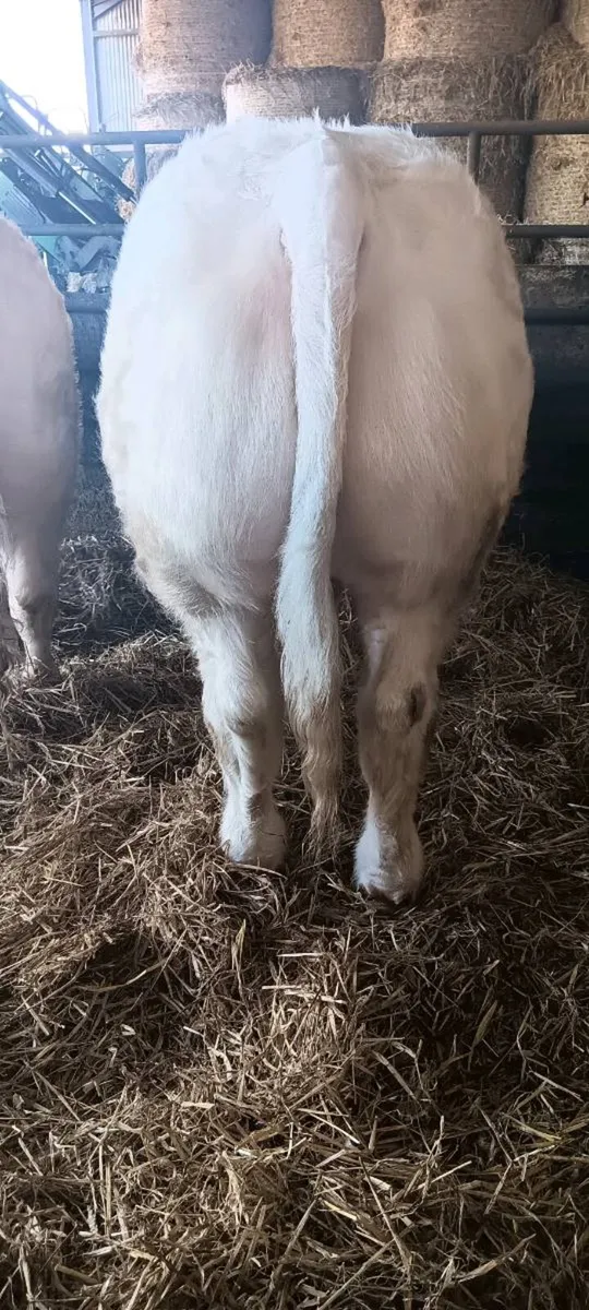 PB CHAROLAIS BULL - Image 2