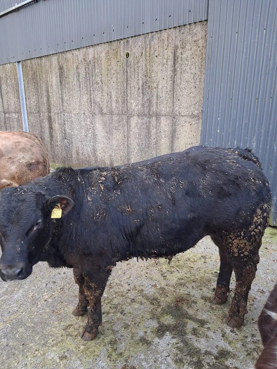 Weanlings for BALLA 7th - Image 2