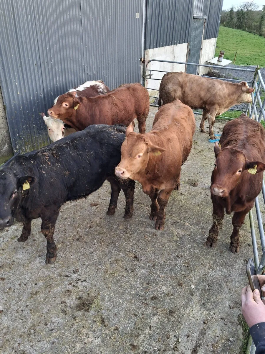 Weanlings for BALLA 7th - Image 1