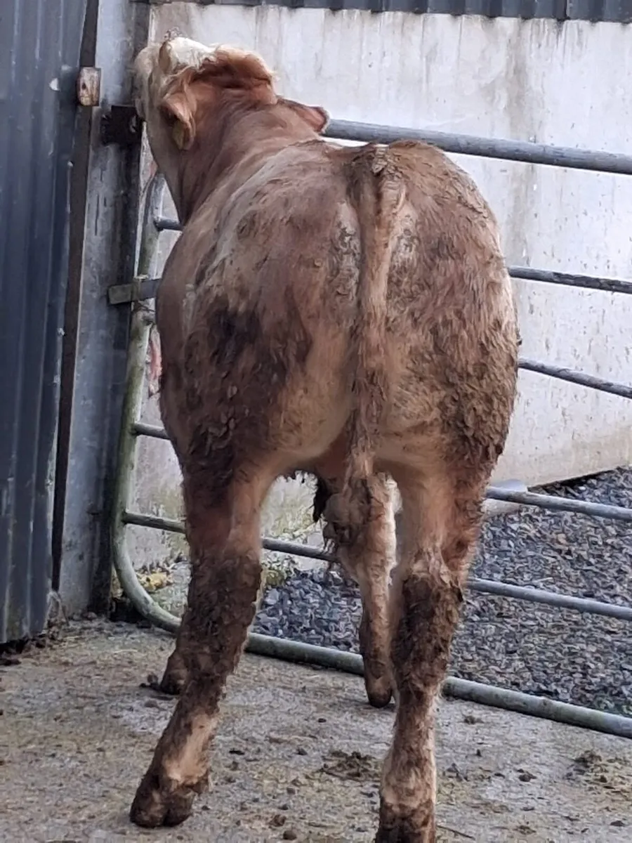 Weanlings for BALLA 7th - Image 3