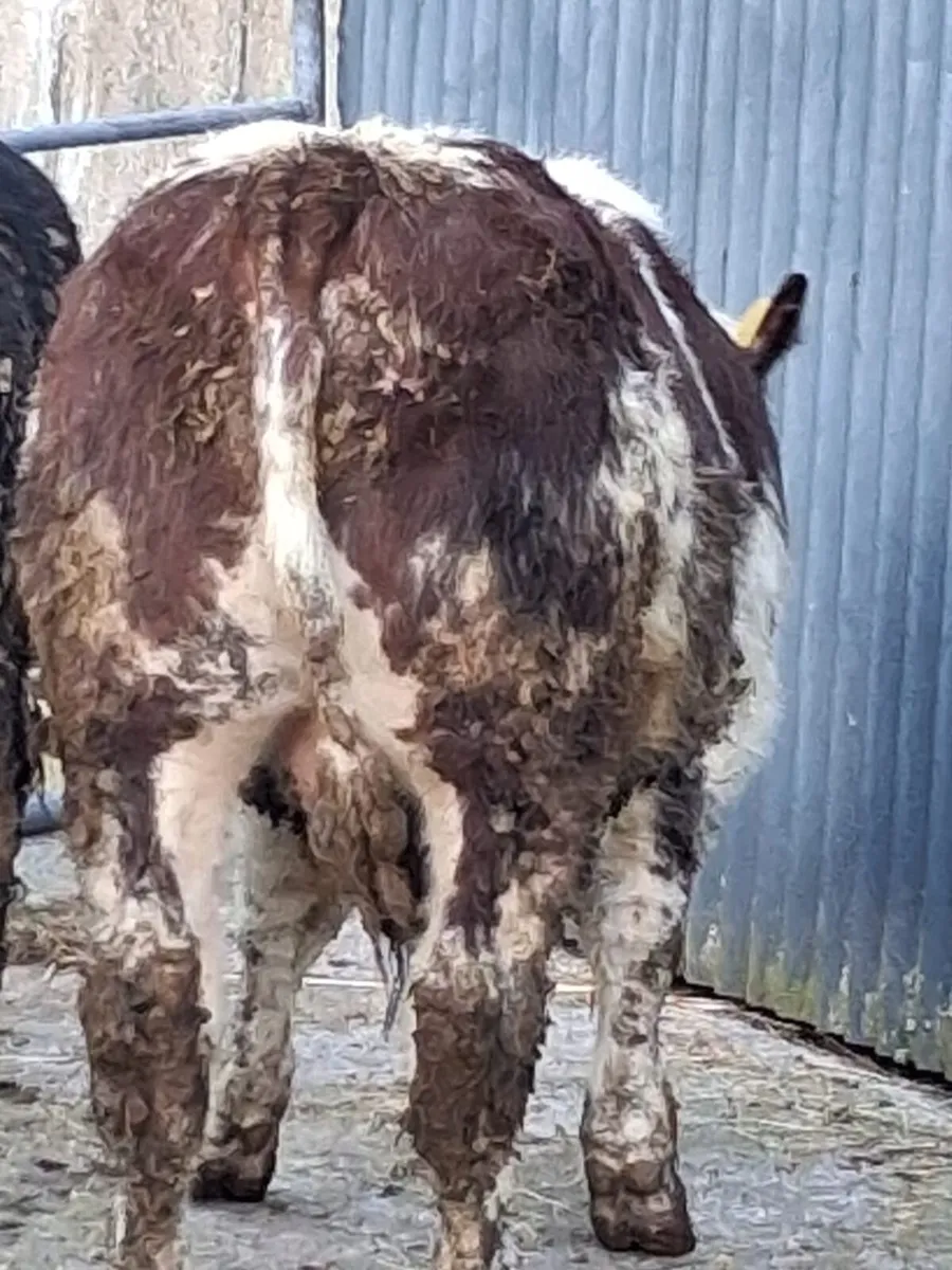 Weanlings for BALLA 7th - Image 4