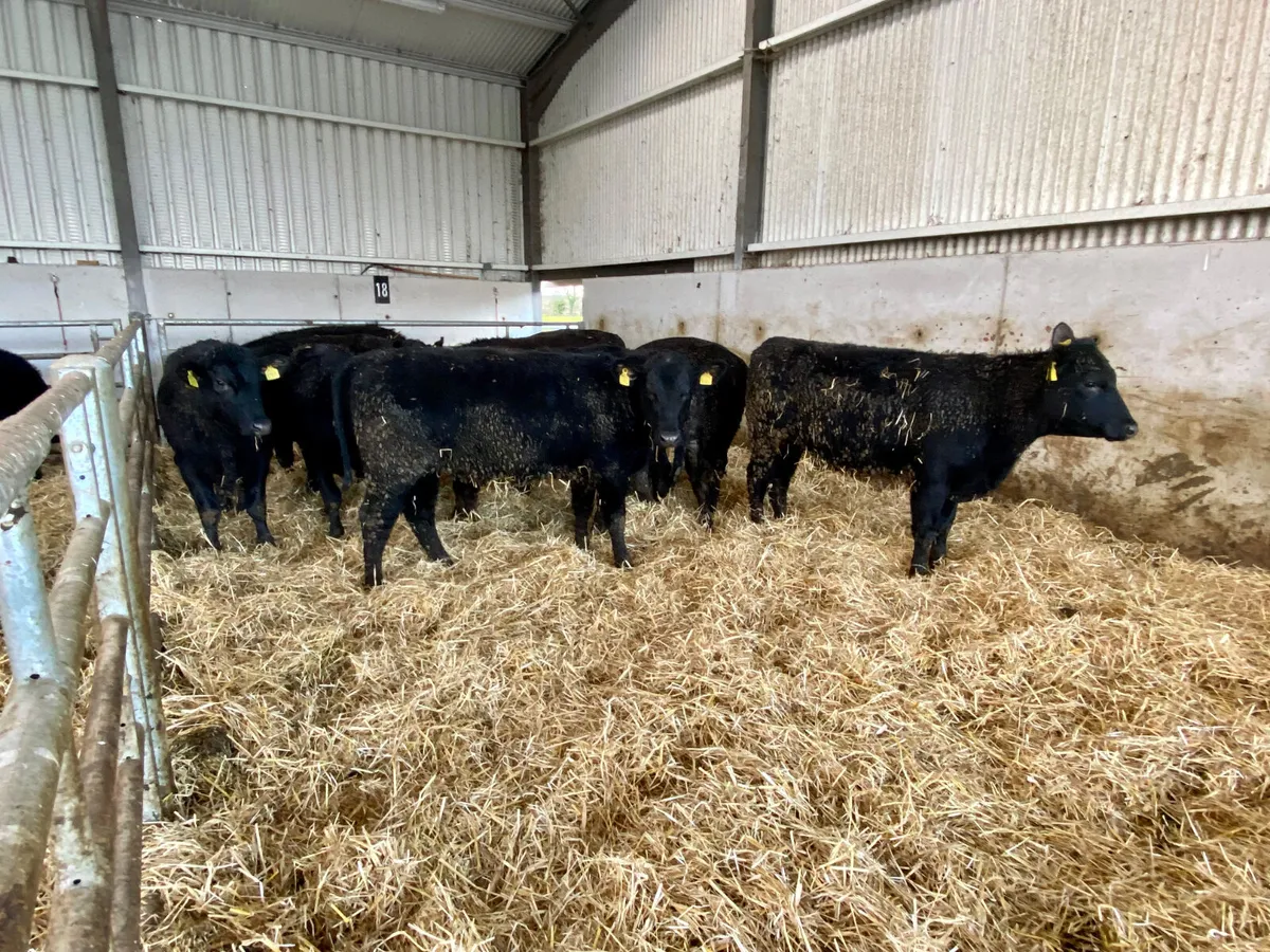 Thank you Mrs Mc Mahon - Image 3