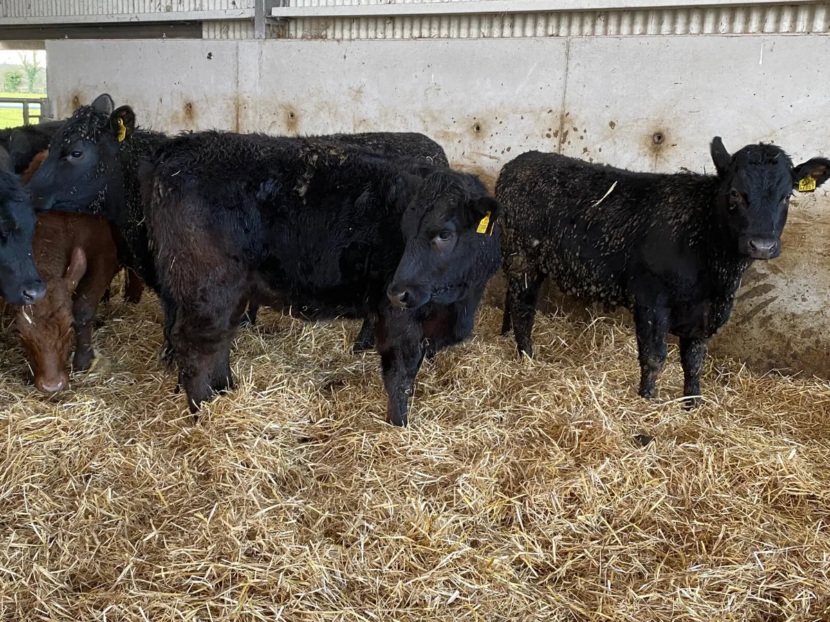 Thank you Mrs Mc Mahon - Image 4