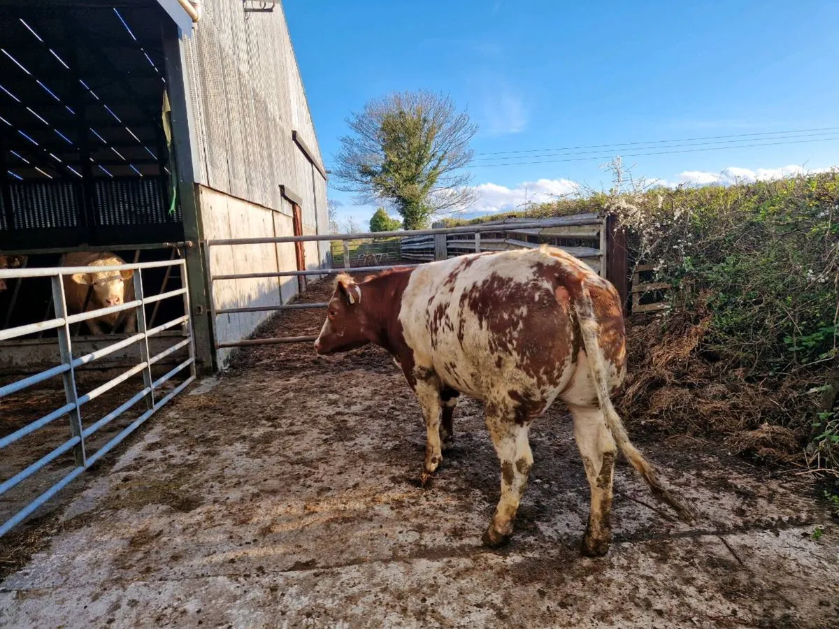 Breeding Heifers - Image 2