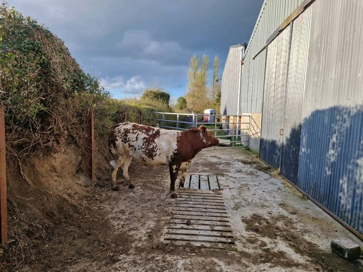 Breeding Heifers - Image 3