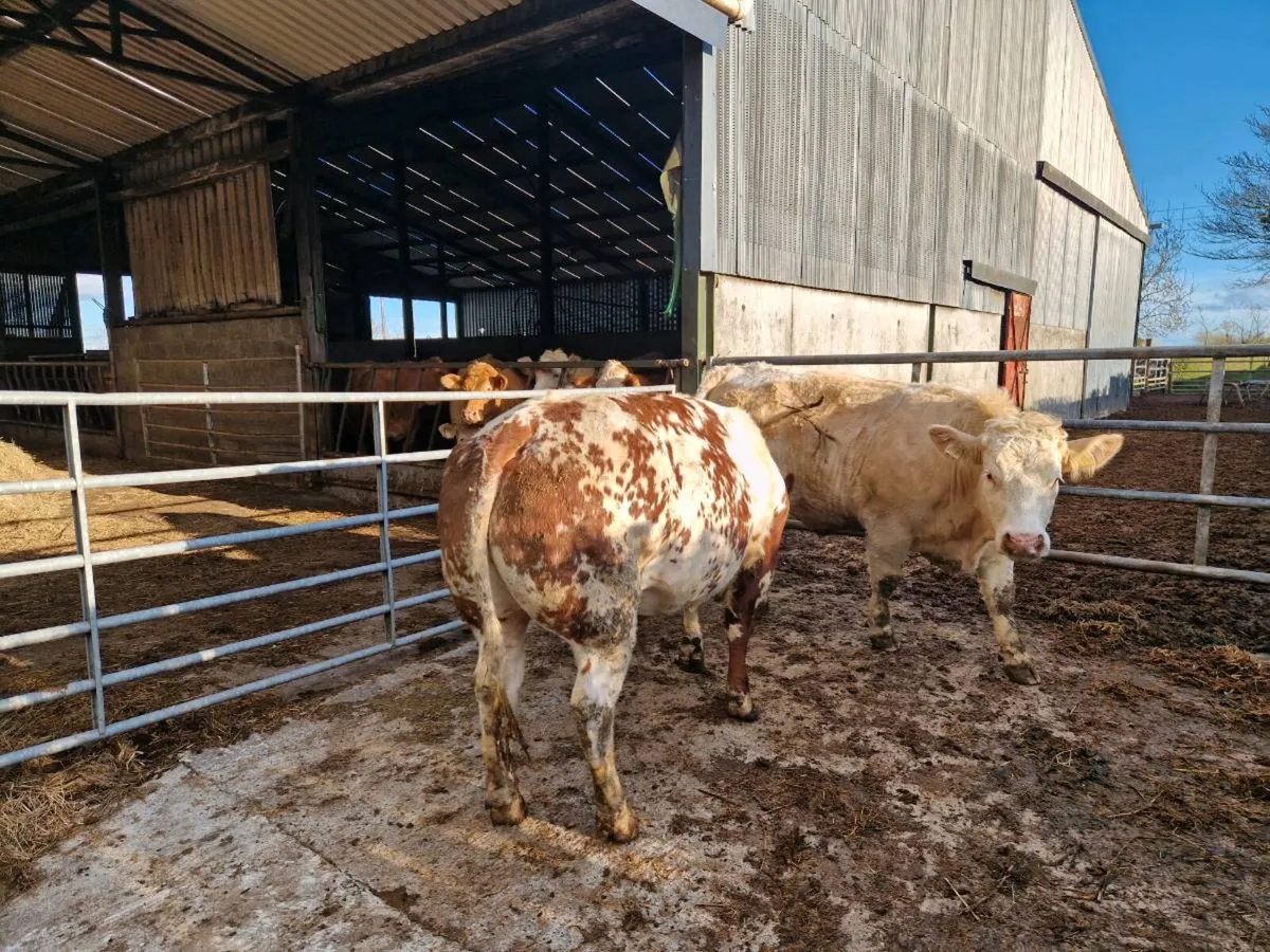 Breeding Heifers - Image 1