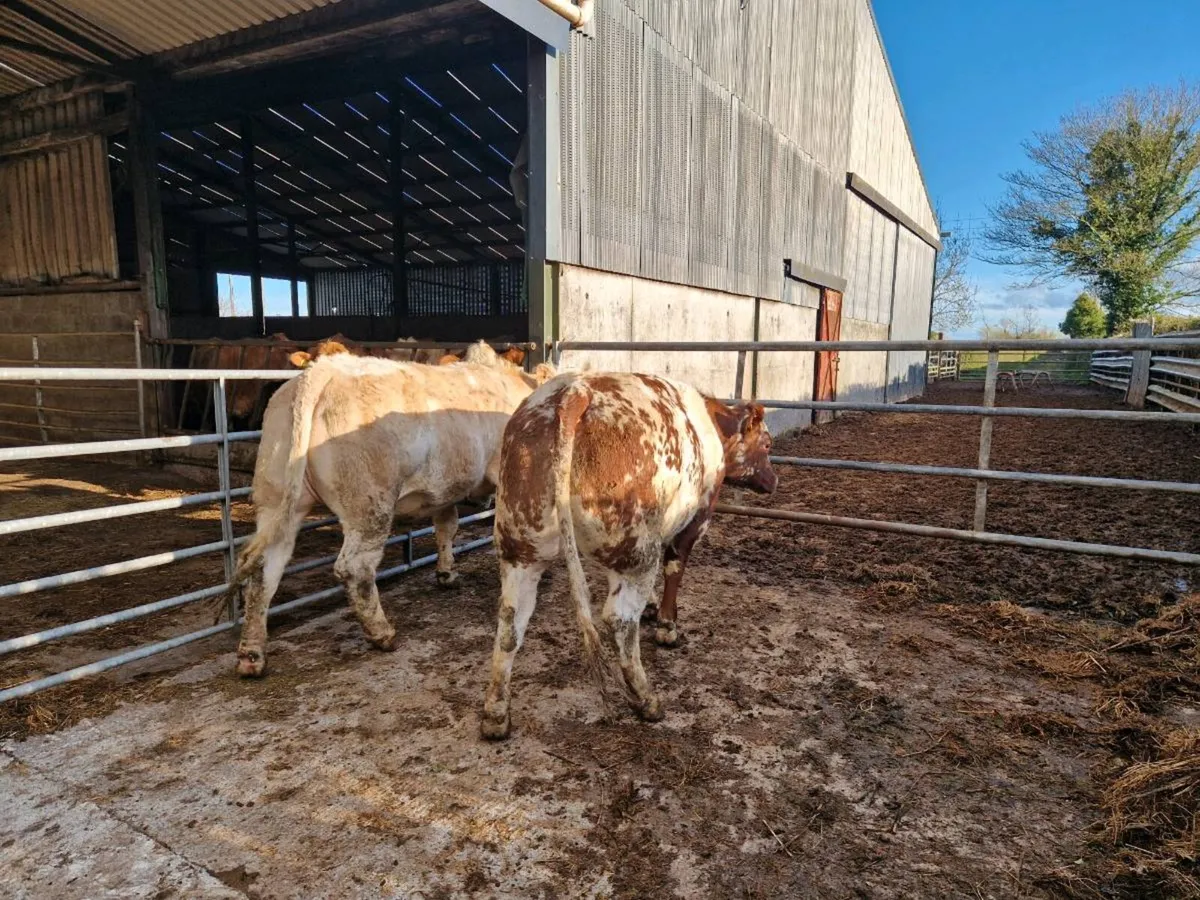 Breeding Heifers - Image 4