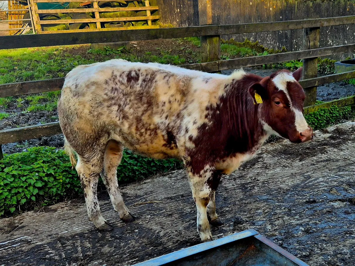Weanling Heifers - Image 1