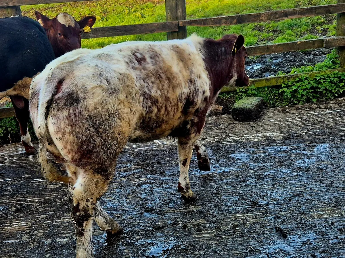 Weanling Heifers - Image 2