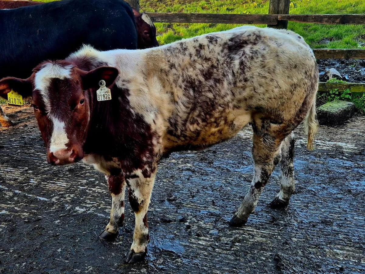 Weanling Heifers - Image 3