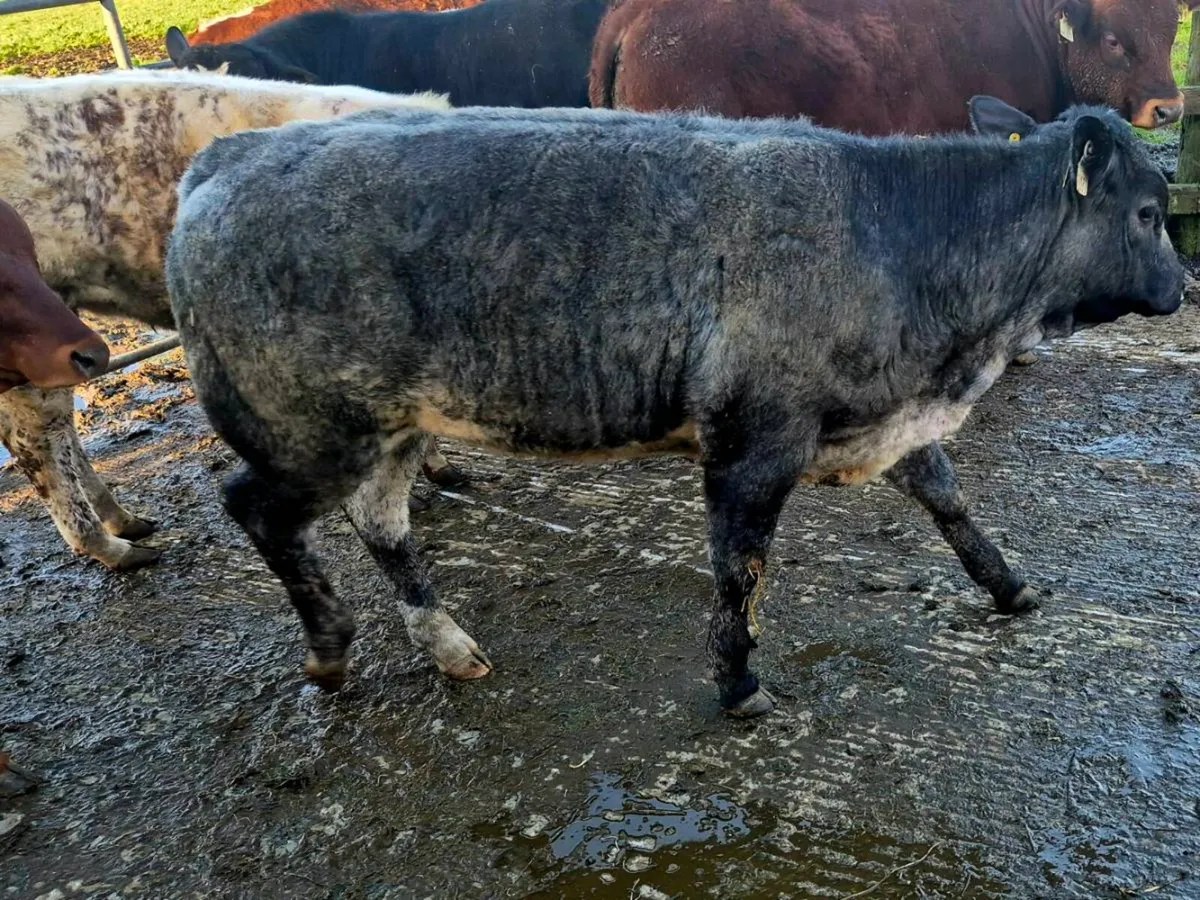 Weanling Heifers - Image 4