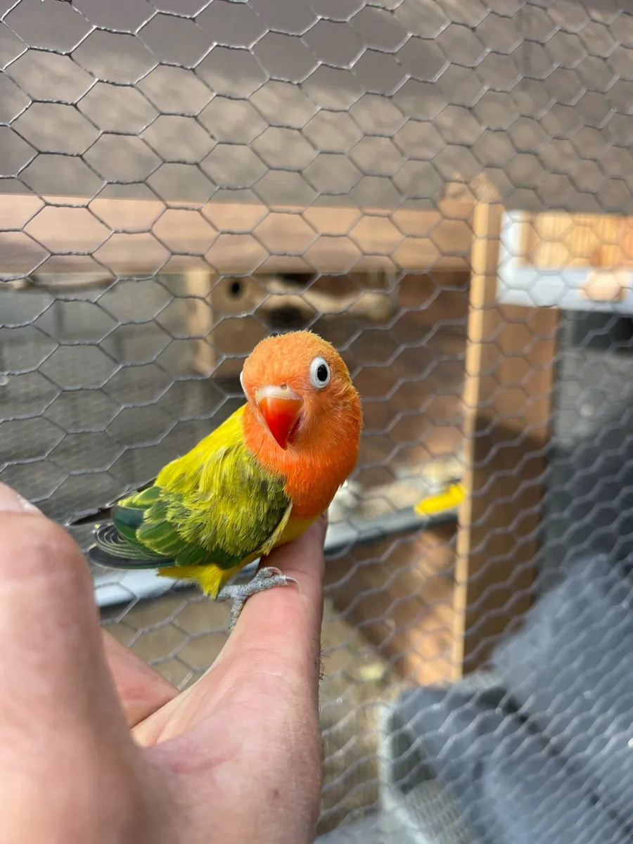 Love birds - Image 1