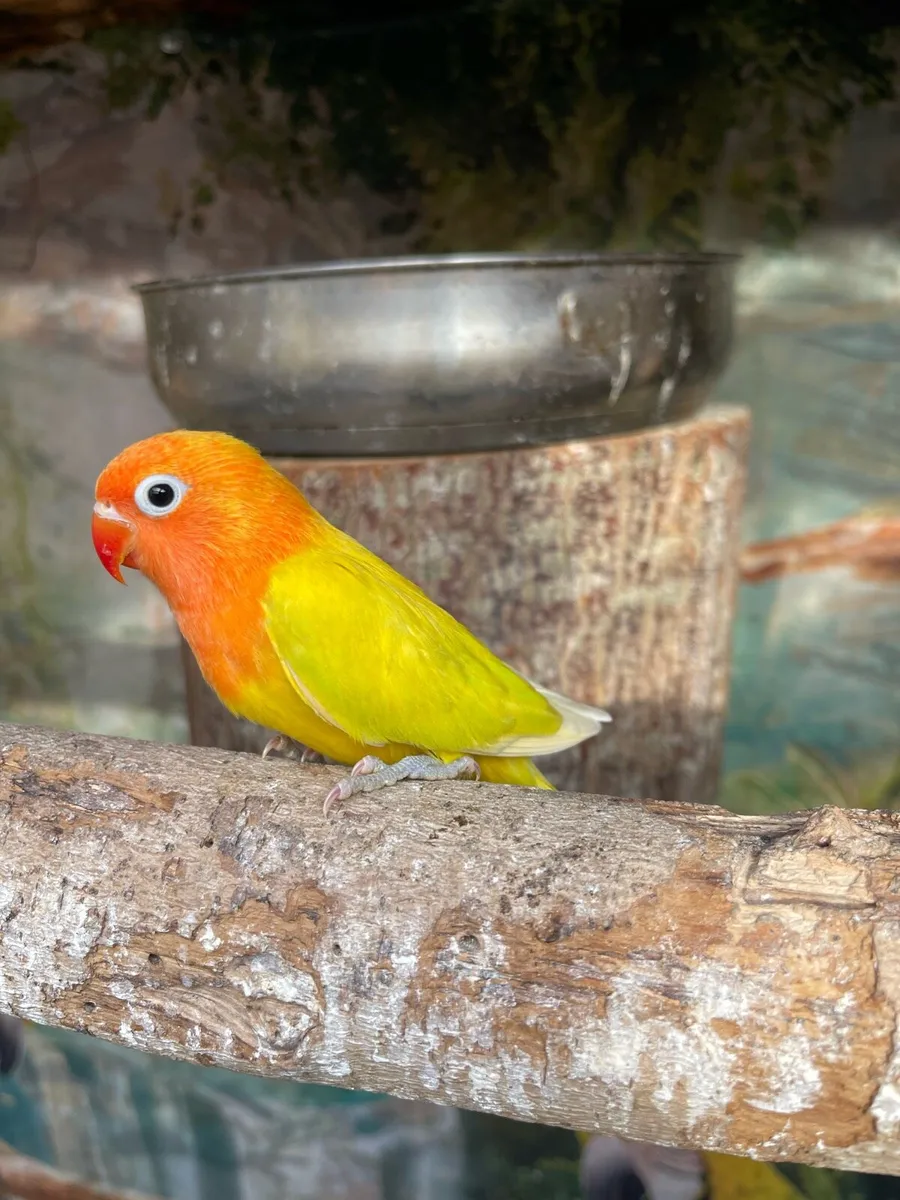 Love birds - Image 2