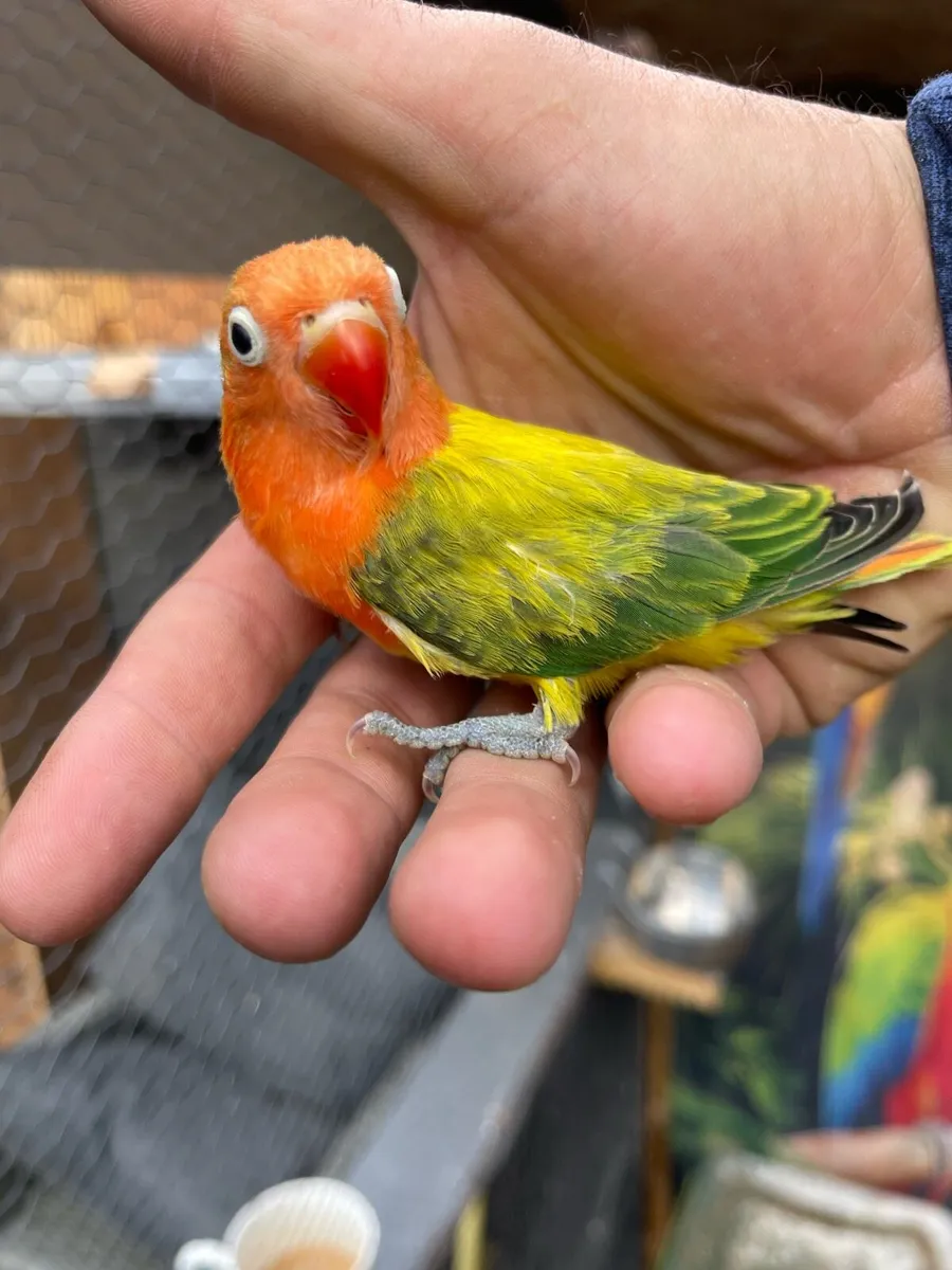 Love birds - Image 3