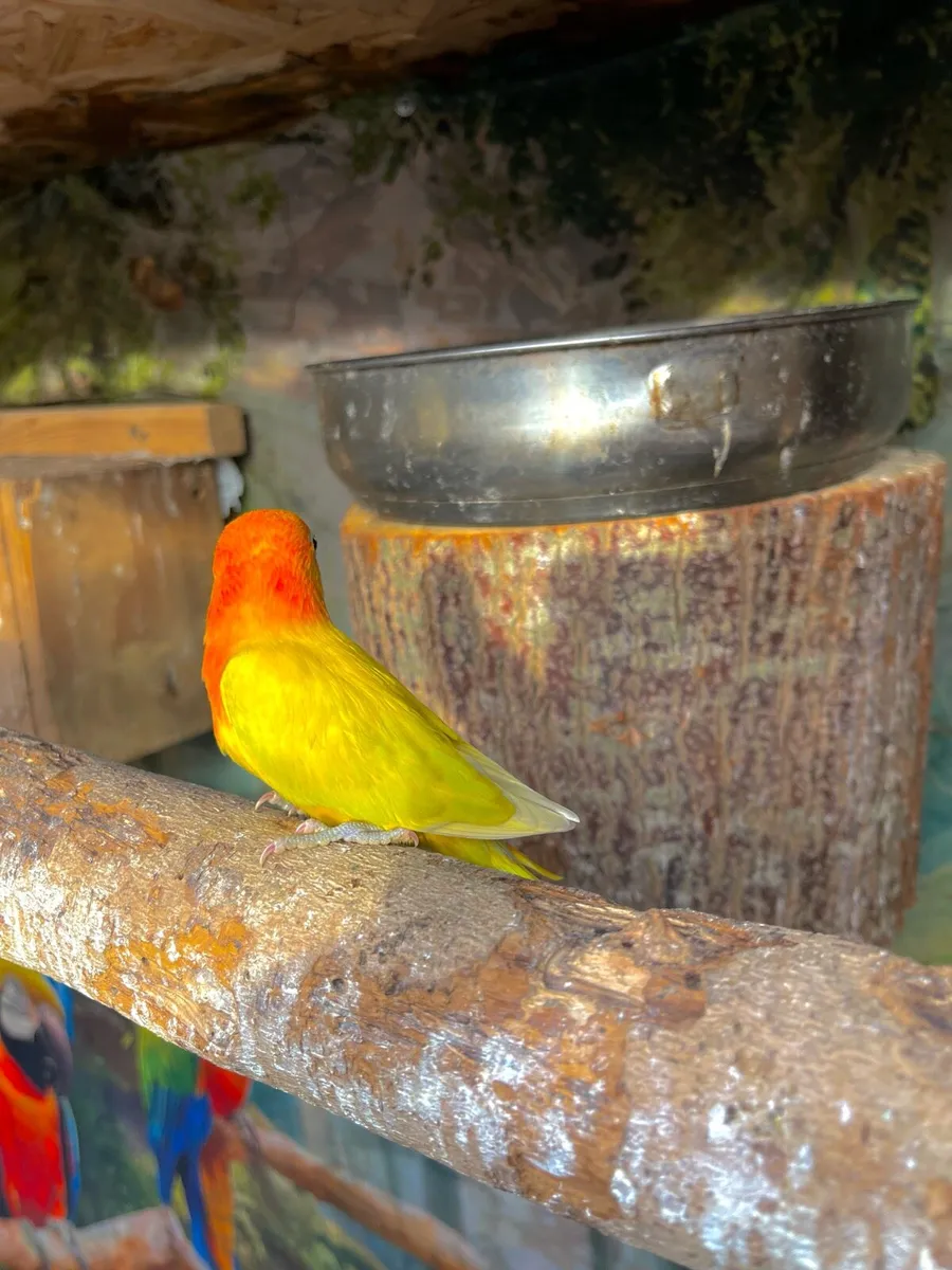 Love birds - Image 4