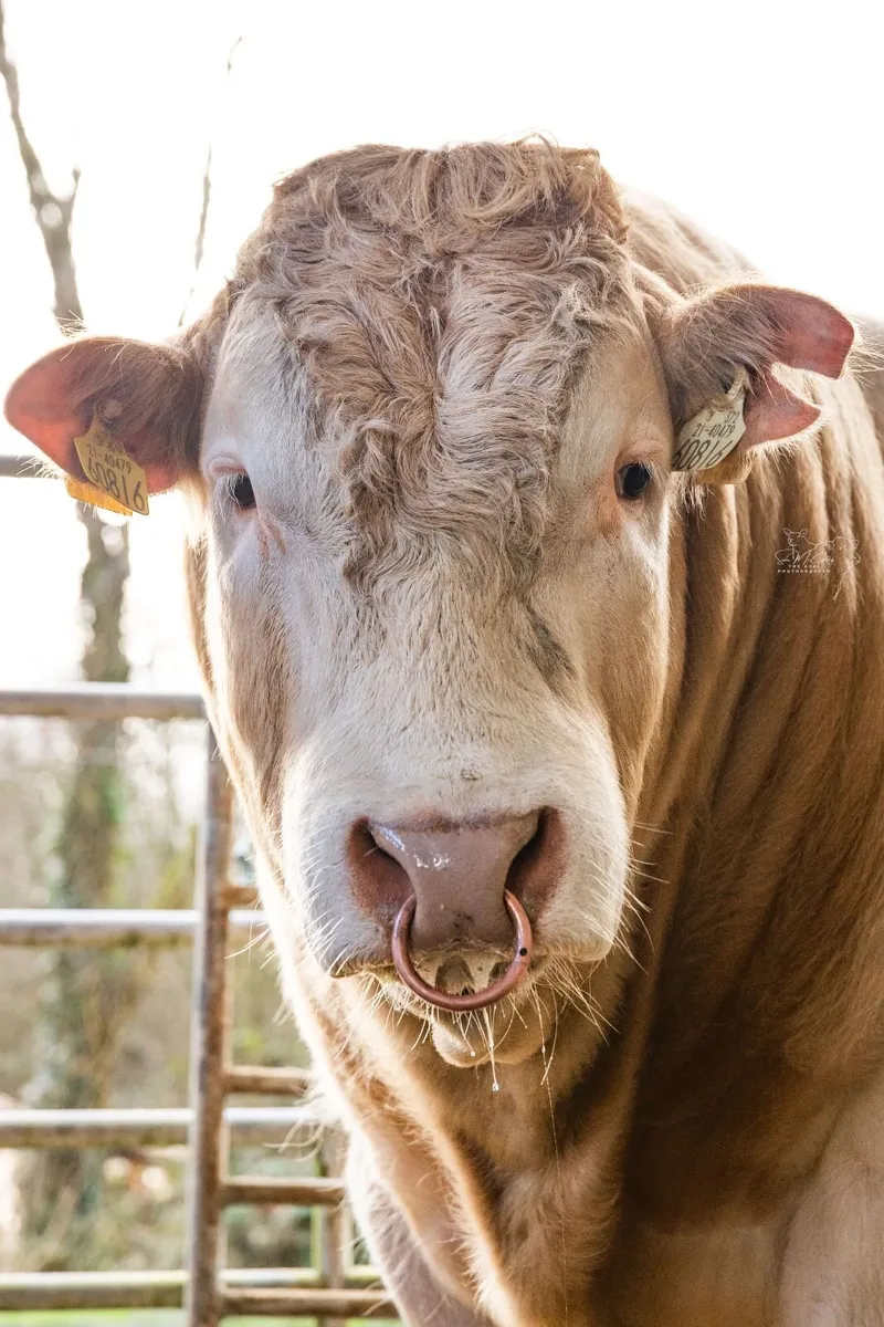 Blonde Bull for sale - Marteye.ie  Auction - Image 1