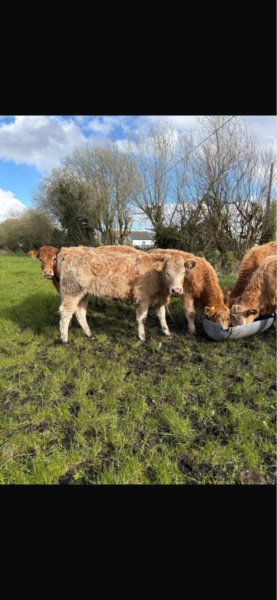 7 weanling heifers - Image 1