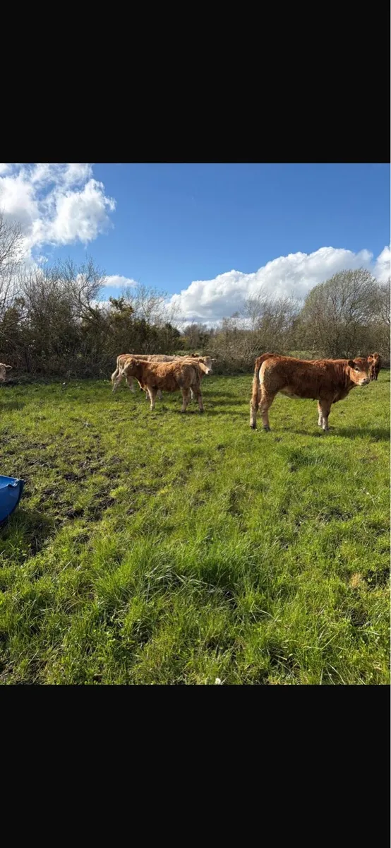 7 weanling heifers - Image 2
