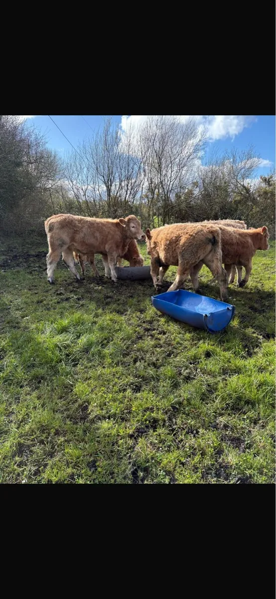 7 weanling heifers - Image 3