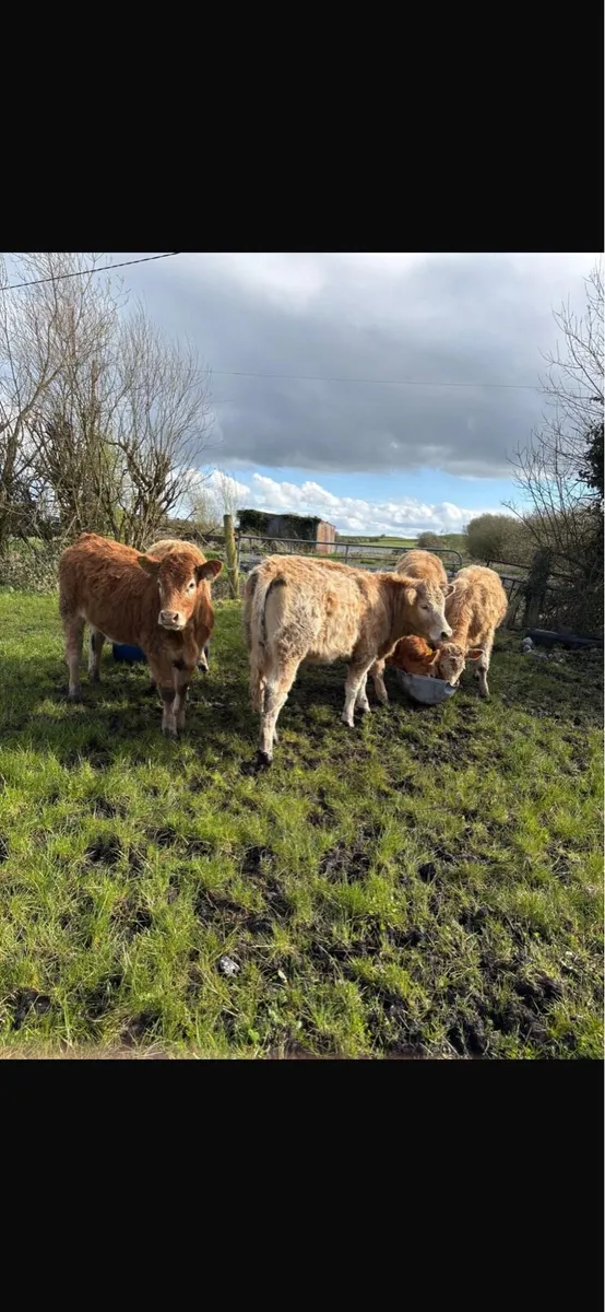 7 weanling heifers - Image 4