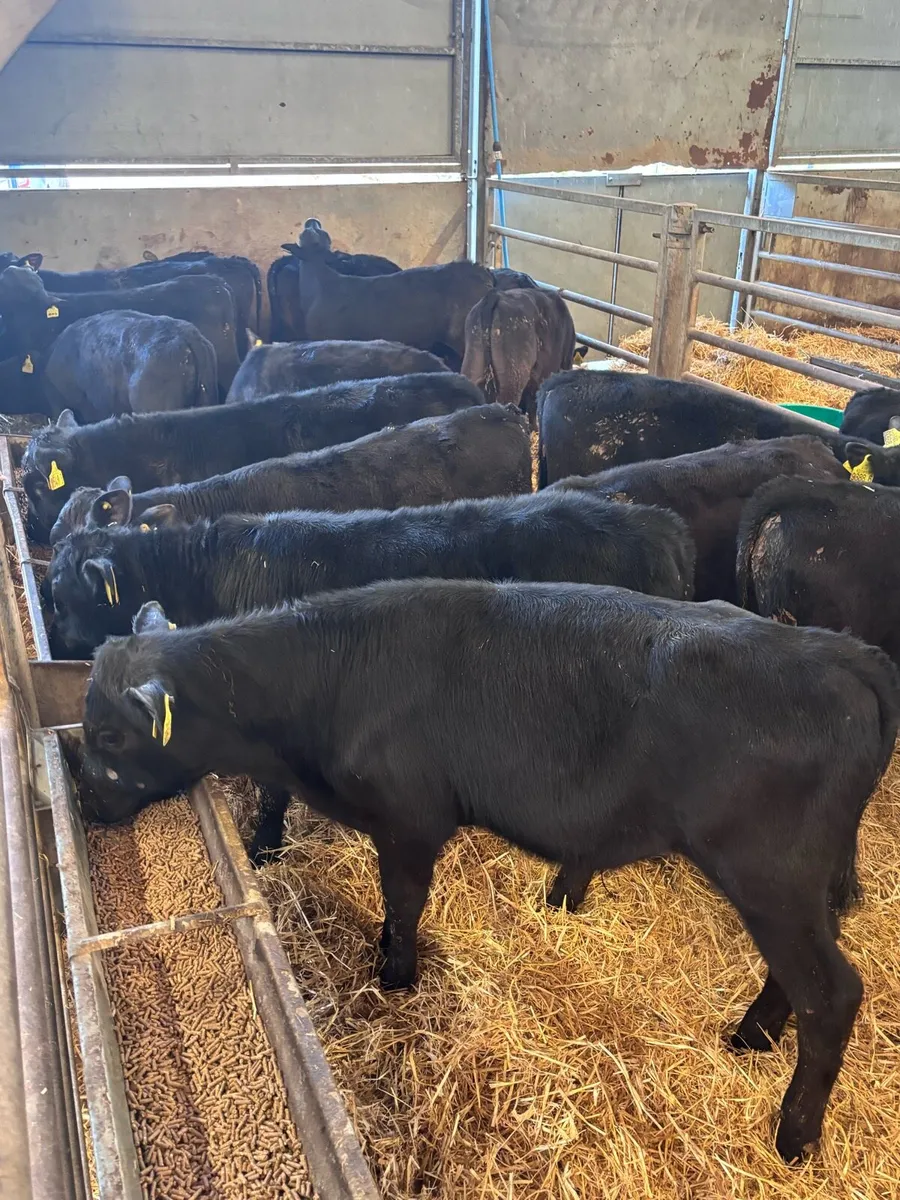 20 Angus bull’s. - Image 1