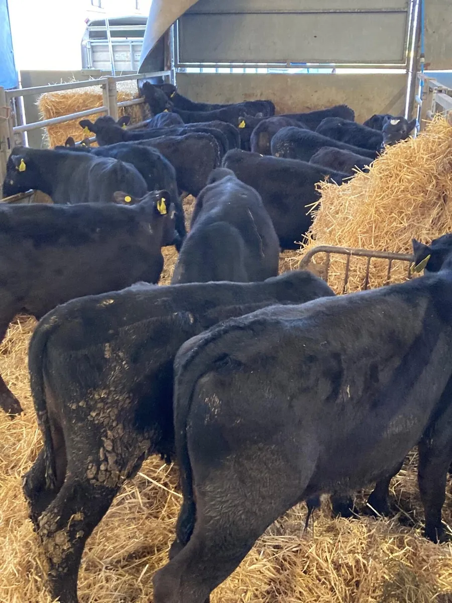20 Angus bull’s. - Image 2