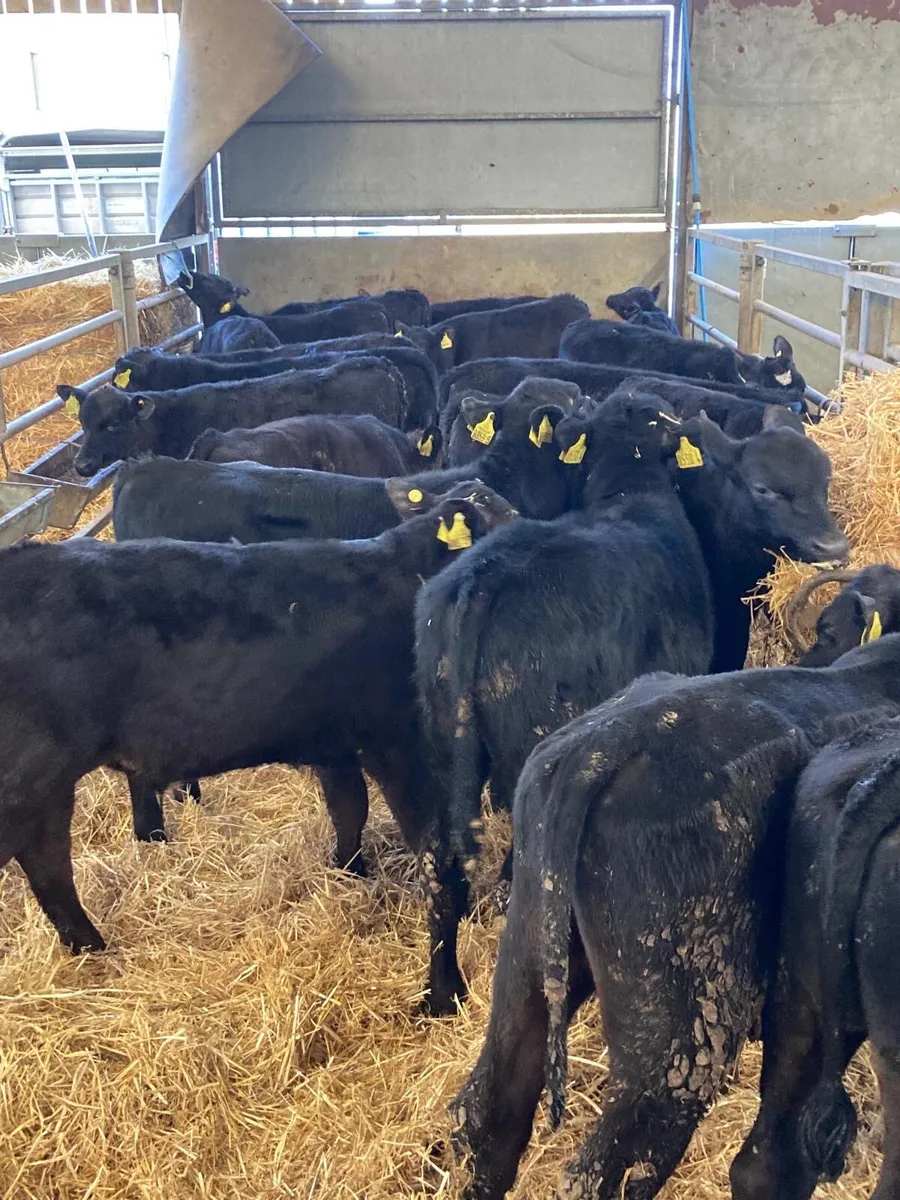 20 Angus bull’s. - Image 3