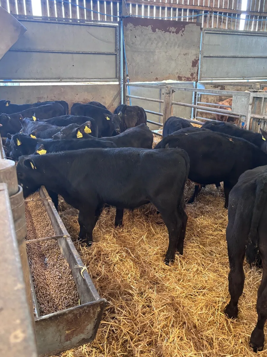 20 Angus bull’s. - Image 4