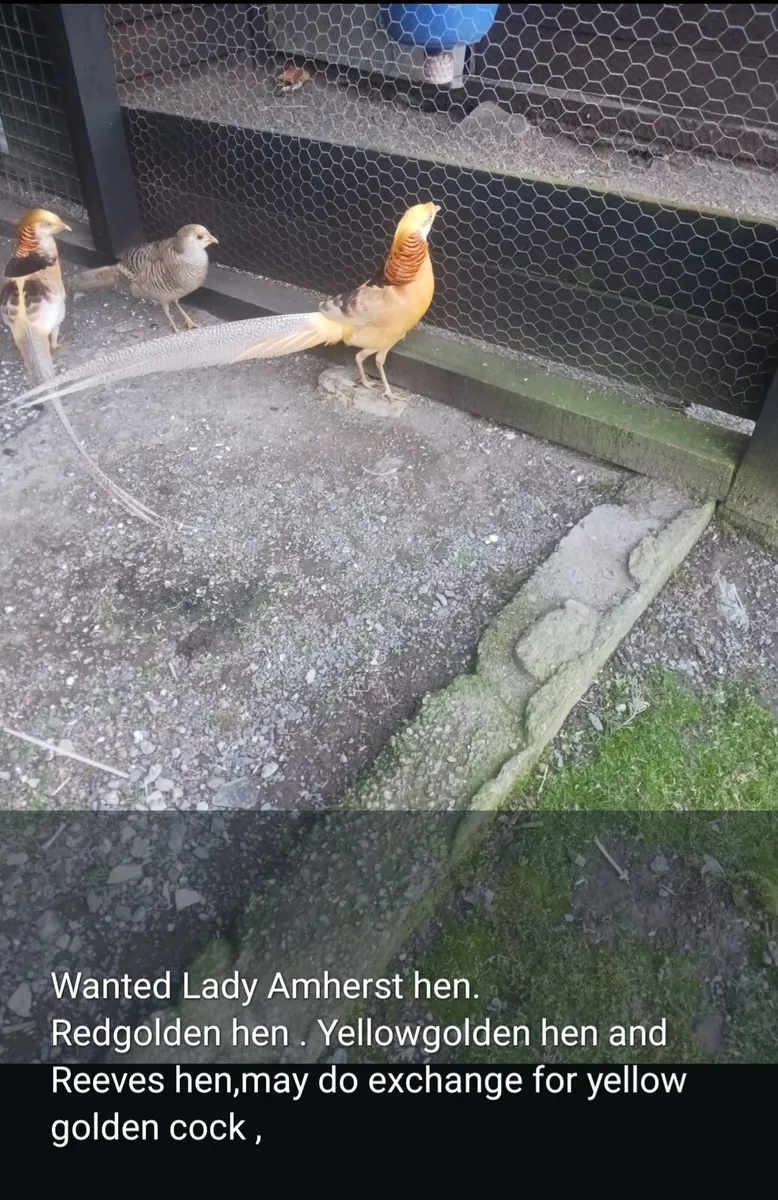 Ornamental pheasants