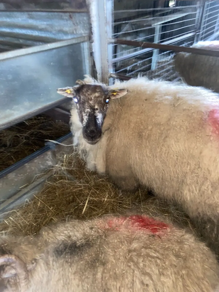 Ewe (Foster Ewe 2nd crop) - Image 1