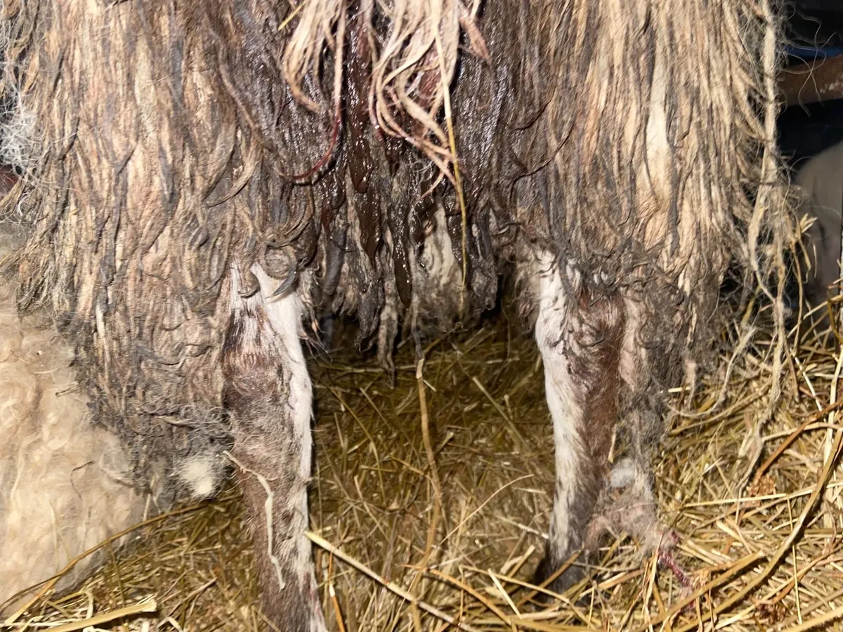 Ewe (Foster Ewe 2nd crop) - Image 2