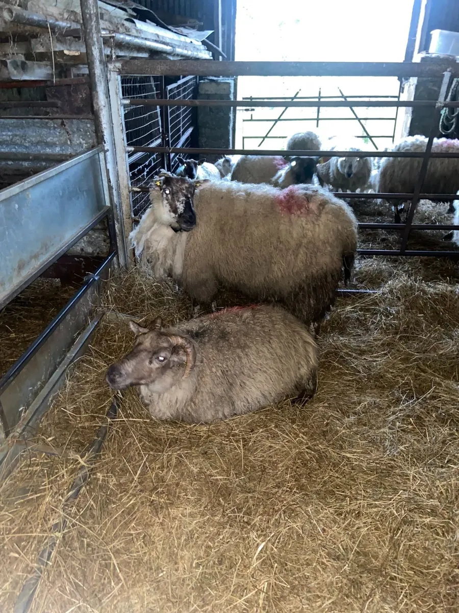 Ewe (Foster Ewe 2nd crop) - Image 3