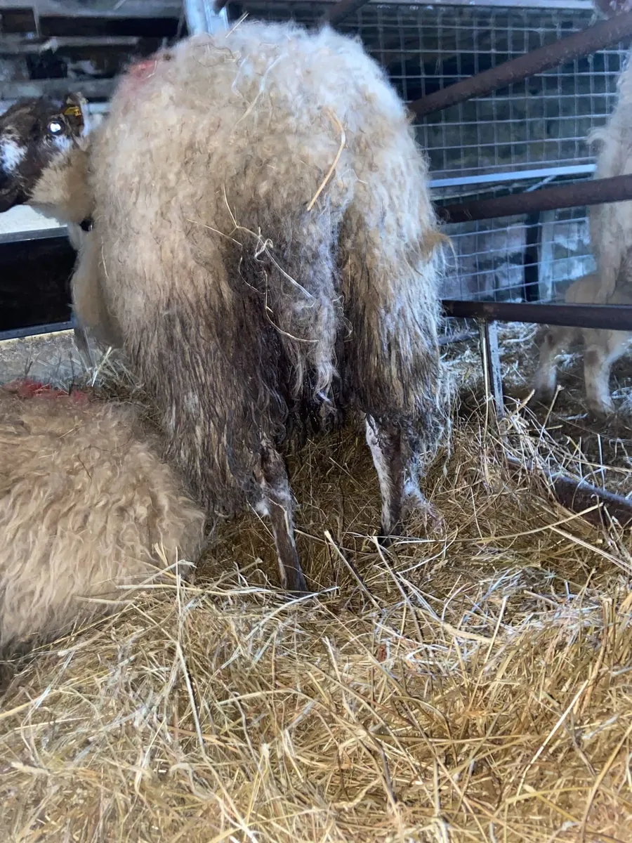 Ewe (Foster Ewe 2nd crop) - Image 4