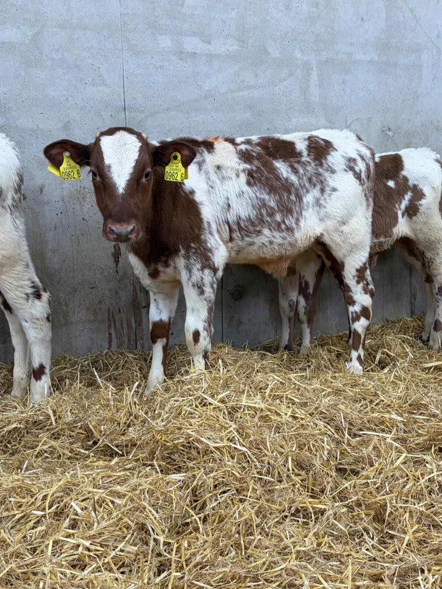 6 Beef Shorthorn Bull Calves - Image 4