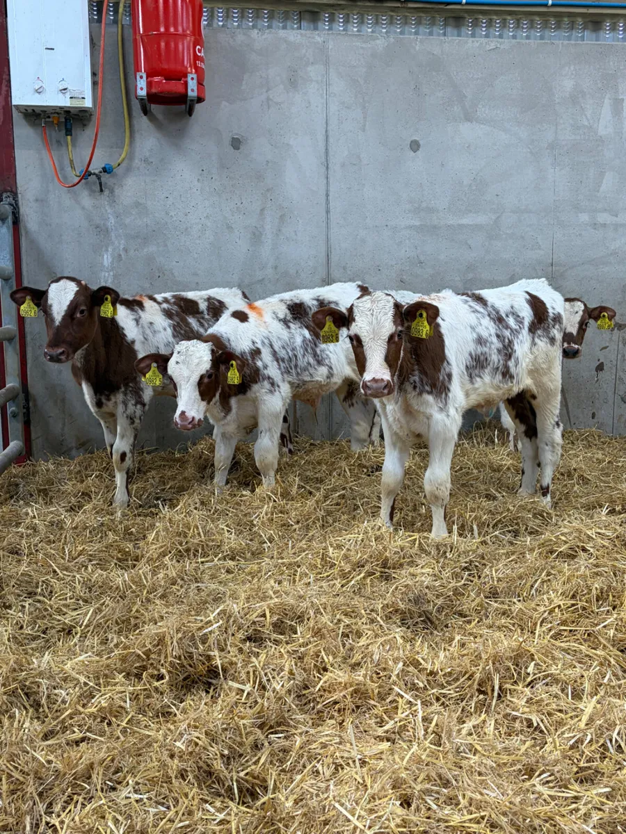 6 Beef Shorthorn Bull Calves - Image 2