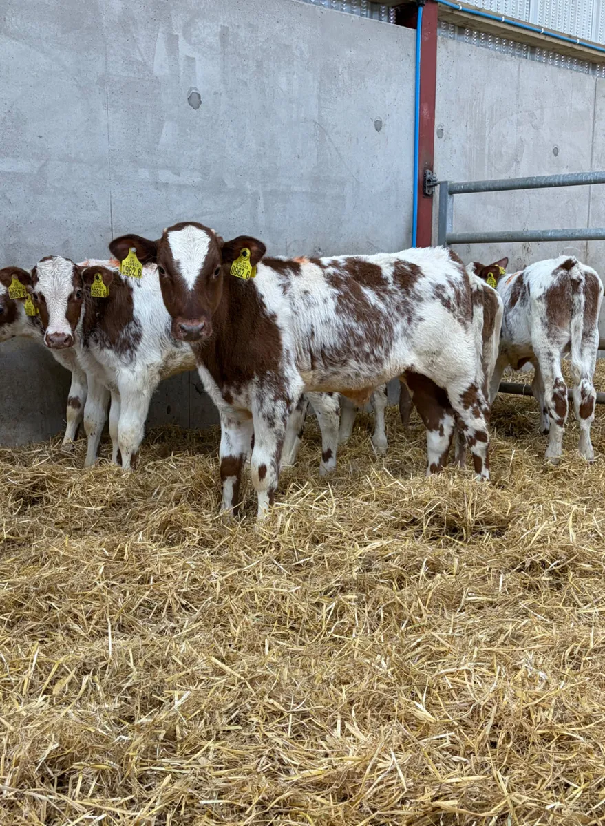 6 Beef Shorthorn Bull Calves - Image 1