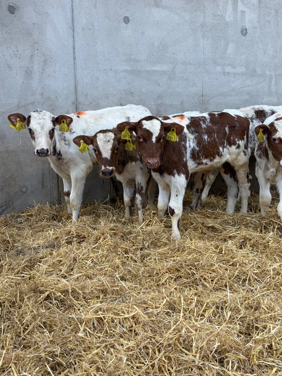 6 Beef Shorthorn Bull Calves - Image 3