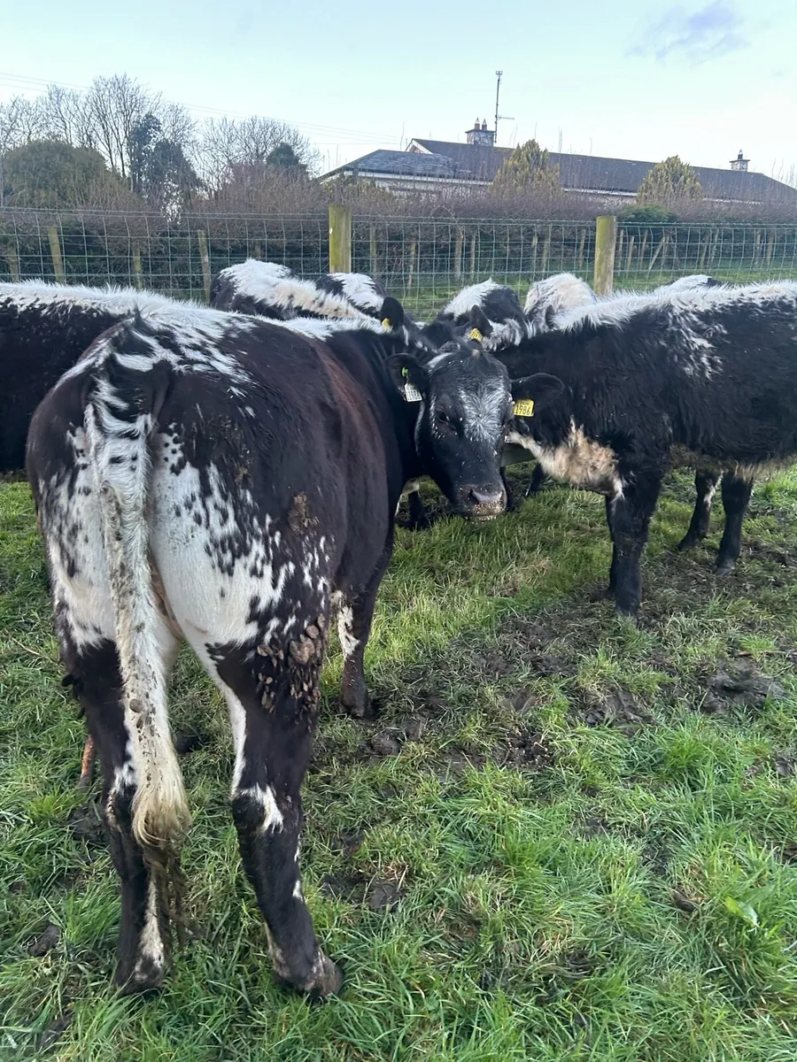 Speckle Park Heifers for Sale - Image 2