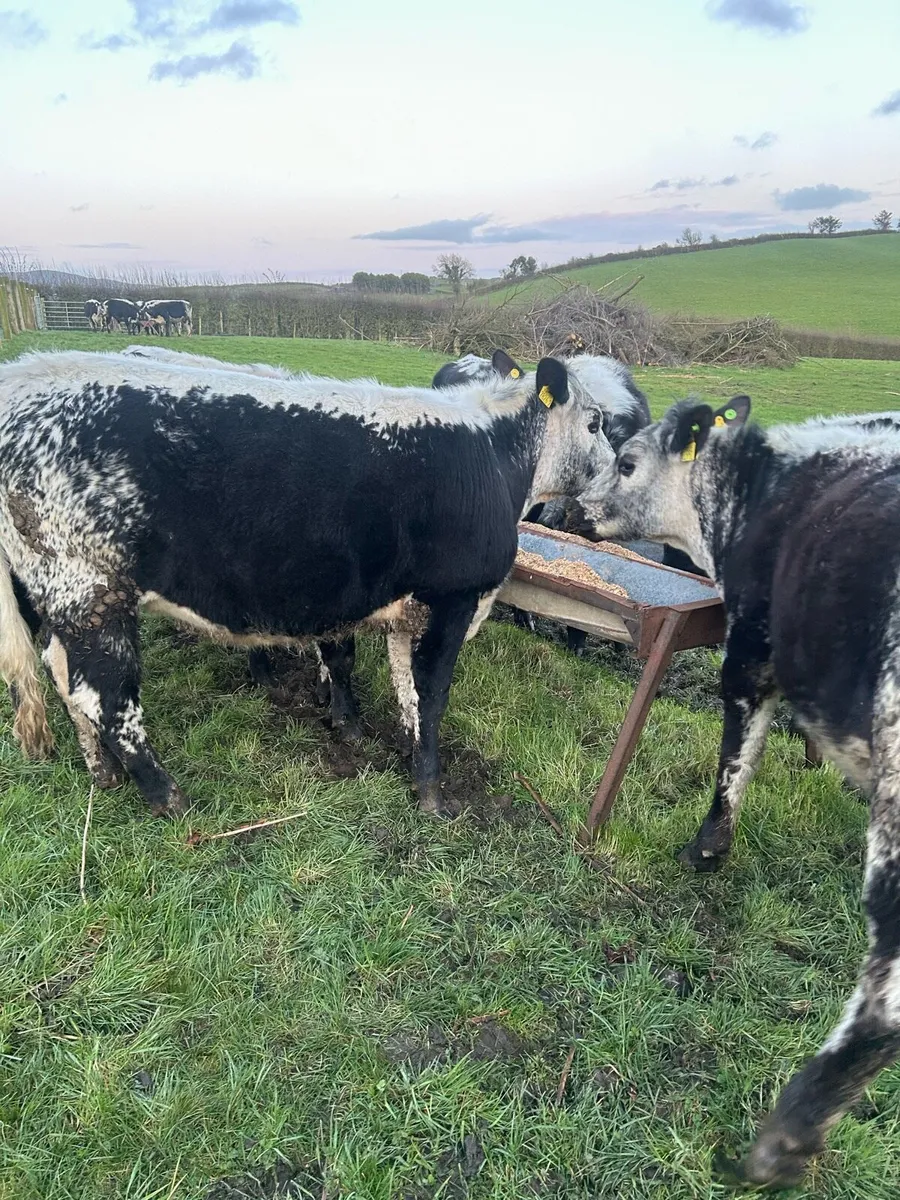 Speckle Park Heifers for Sale - Image 3