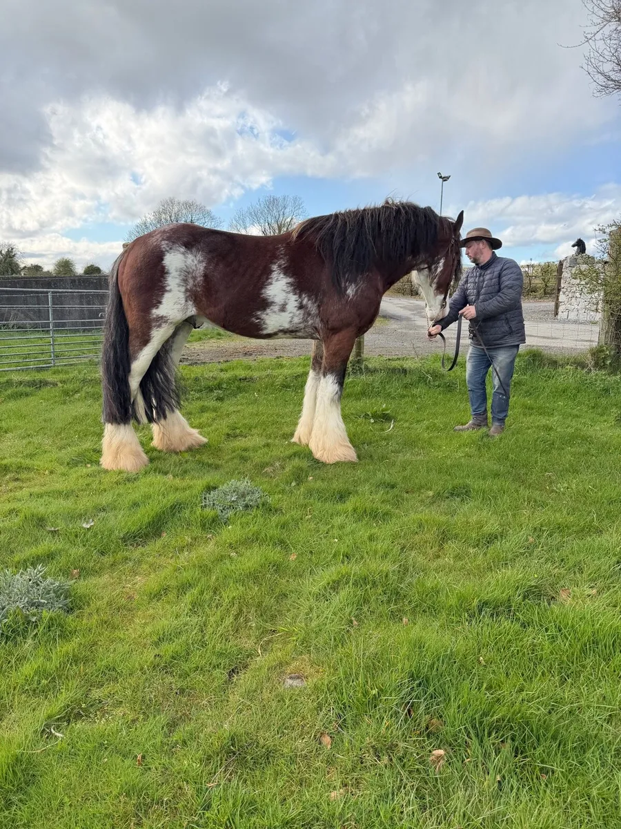 Clydesdale stallion at stud - Image 2