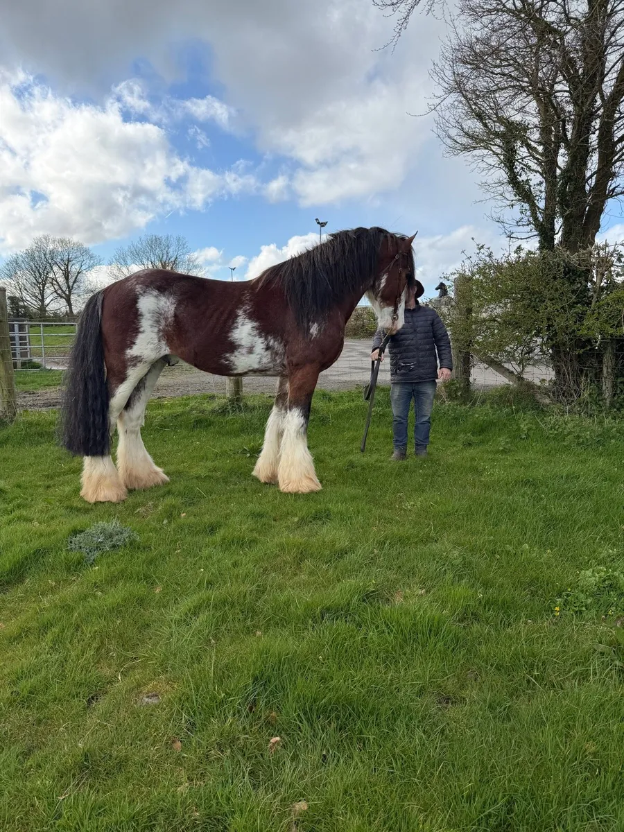 Clydesdale stallion at stud - Image 3