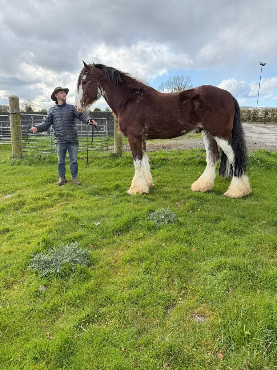 Clydesdale stallion at stud - Image 4