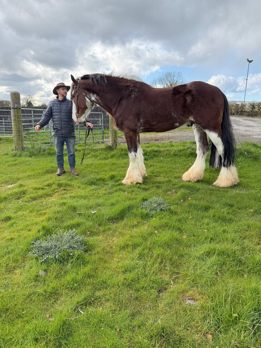 Clydesdale stallion at stud - Image 1