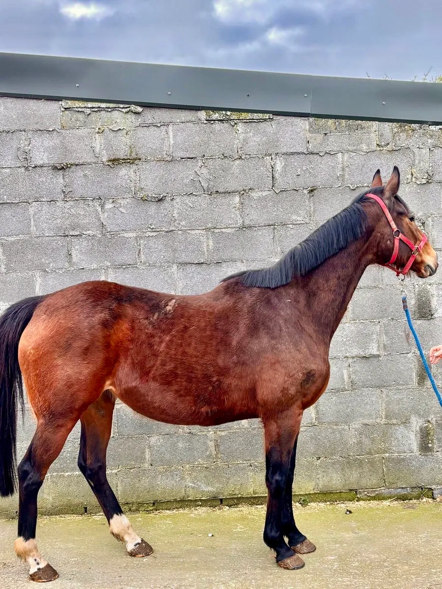 TB winning,blacktype mare - Image 4