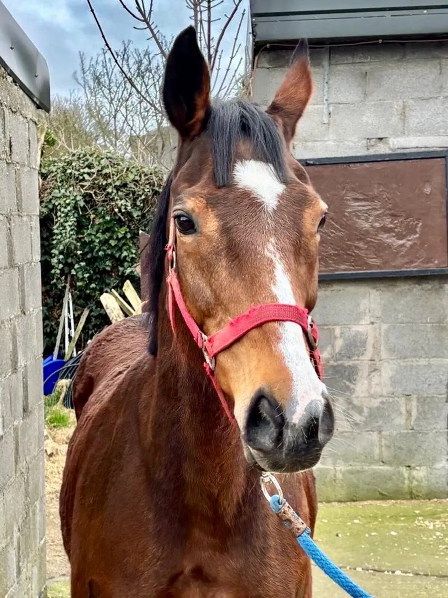 TB winning,blacktype mare - Image 1