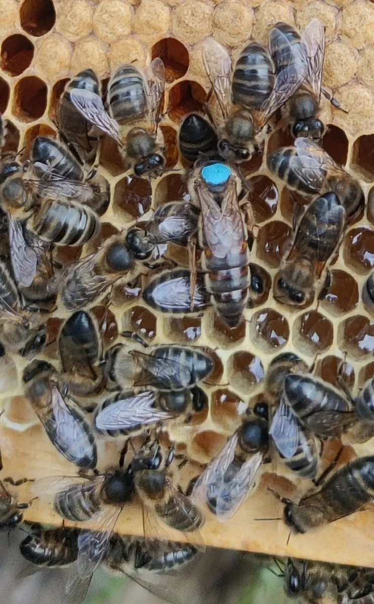 AMM Nuc For Sale - Image 1