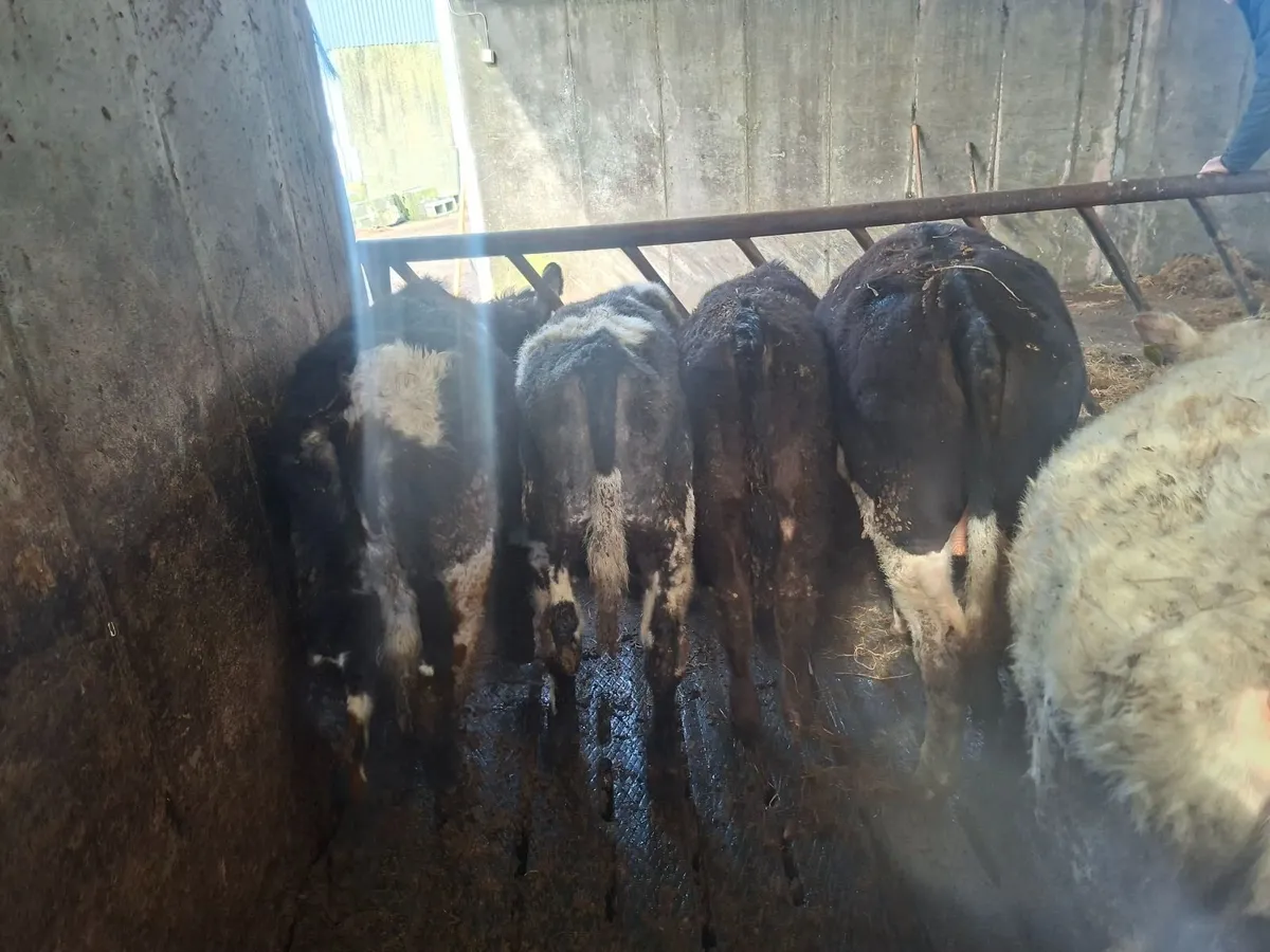 10 bullocks for sale - Image 2