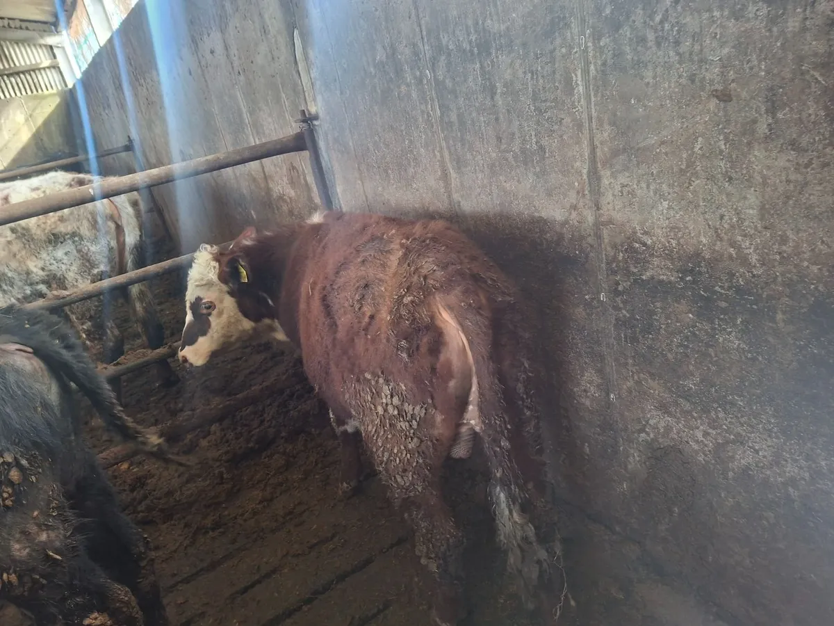 10 bullocks for sale - Image 3